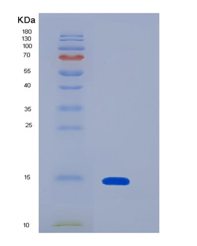 SDS-PAGE analysis of Mouse Mstn (Growth/Differentiation Factor 8) - Recombinant Protein, CAT# BLT-07355P, showing >90% purity under 15% SDS-PAGE (Reduced)Mouse Mstn (Growth/Differentiation Factor 8) - Recombinant Protein