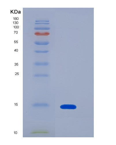 SDS-PAGE analysis of Mouse Mstn (Growth/Differentiation Factor 8) - Recombinant Protein, CATMouse Mstn (Growth/Differentiation Factor 8) - Recombinant Protein
