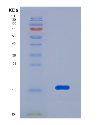 SDS-PAGE analysis of Mouse Reg3a (Regenerating Islet-Derived Protein 3-Alpha) - Recombinant Protein, CATMouse Reg3a (Regenerating Islet-Derived Protein 3-Alpha) - Recombinant Protein