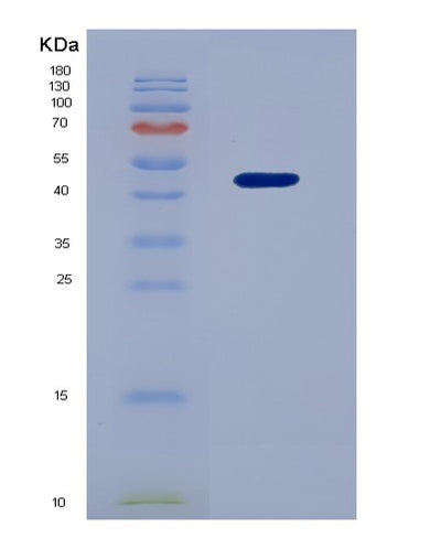 SDS-PAGE analysis of Human RO60 (Rna-Binding Protein Ro60) - Recombinant Protein, CAT# BLT-07372P, showing >90% purity under 15% SDS-PAGE (Reduced)Human RO60 (Rna-Binding Protein Ro60) - Recombinant Protein