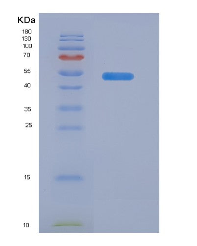 SDS-PAGE analysis of Human HDAC3 (Histone Deacetylase 3) - Recombinant Protein, CATHuman HDAC3 (Histone Deacetylase 3) - Recombinant Protein