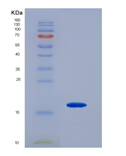 SDS-PAGE analysis of Mouse Tnfrsf18 (Tumor Necrosis Factor Receptor Superfamily Member 18) - Recombinant Protein, CATMouse Tnfrsf18 (Tumor Necrosis Factor Receptor Superfamily Member 18) - Recombinant Protein