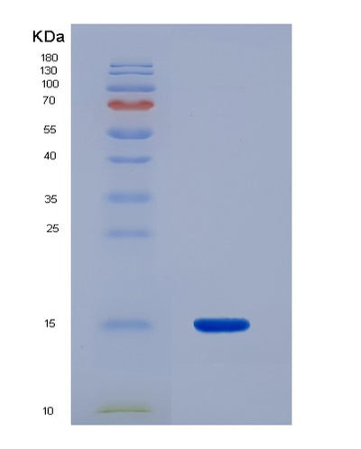 SDS-PAGE analysis of Human MLN (Promotilin) - Recombinant Protein, CAT# BLT-07387P, showing >90% purity under 15% SDS-PAGE (Reduced)Human MLN (Promotilin) - Recombinant Protein