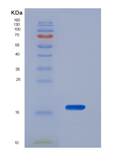 SDS-PAGE analysis of Mouse Vipr1 (Vasoactive Intestinal Polypeptide Receptor 1) - Recombinant Protein, CATMouse Vipr1 (Vasoactive Intestinal Polypeptide Receptor 1) - Recombinant Protein