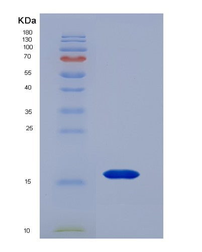 SDS-PAGE analysis of Human CXCL13 (C-X-C Motif Chemokine 13) - Recombinant Protein, CATHuman CXCL13 (C-X-C Motif Chemokine 13) - Recombinant Protein