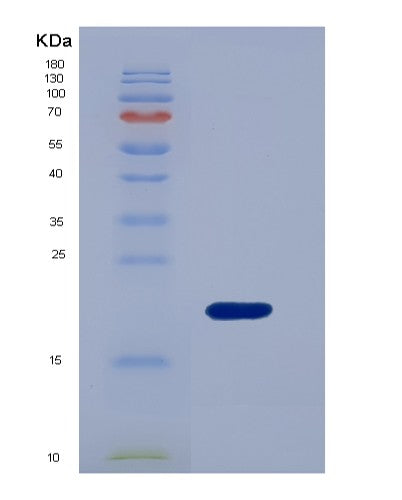 SDS-PAGE analysis of Mouse Lgals7 (Galectin-7) - Recombinant Protein, CATMouse Lgals7 (Galectin-7) - Recombinant Protein