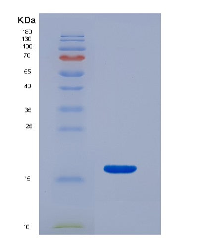 SDS-PAGE analysis of Mouse Snca (Alpha-Synuclein) - Recombinant Protein, CATMouse Snca (Alpha-Synuclein) - Recombinant Protein