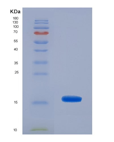SDS-PAGE analysis of Mouse Cd70 (Cd70 Antigen) - Recombinant Protein, CATMouse Cd70 (Cd70 Antigen) - Recombinant Protein
