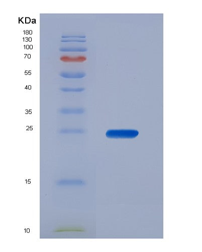 SDS-PAGE analysis of Human BAX (Apoptosis Regulator Bax) - Recombinant Protein, CATHuman BAX (Apoptosis Regulator Bax) - Recombinant Protein