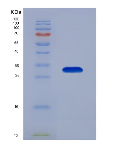SDS-PAGE analysis of Mouse Sfn (14-3-3 Protein Sigma) - Recombinant Protein, CATMouse Sfn (14-3-3 Protein Sigma) - Recombinant Protein