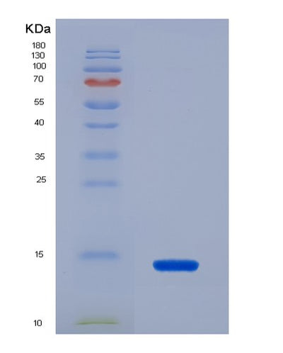SDS-PAGE analysis of Human Macrophage Inflammatory 3 Beta (MIP3b) - Recombinant Protein, CAT# BLT-00440P, showing >90% purity under 15% SDS-PAGE (Reduced)Human Macrophage Inflammatory 3 Beta (MIP3b) - Recombinant Protein