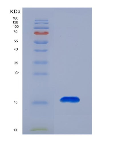 SDS-PAGE analysis of Human SH3BGRL (Adapter Sh3Bgrl) - Recombinant Protein, CAT# BLT-02766P, showing >85% purity under 15% SDS-PAGE (Reduced)Human SH3BGRL (Adapter Sh3Bgrl) - Recombinant Protein