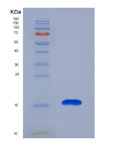 SDS-PAGE analysis of Human SH3BGRL (Adapter Sh3Bgrl) - Recombinant Protein, CATHuman SH3BGRL (Adapter Sh3Bgrl) - Recombinant Protein