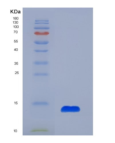 SDS-PAGE analysis of Human PF4 (Platelet Factor 4) - Recombinant Protein, CATHuman PF4 (Platelet Factor 4) - Recombinant Protein