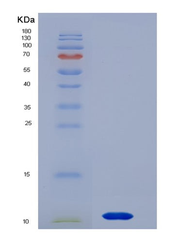 SDS-PAGE analysis of Mouse Muc2 (Mucin-2) - Recombinant Protein, CAT# BLT-07457P, showing >90% purity under 15% SDS-PAGE (Reduced)Mouse Muc2 (Mucin-2) - Recombinant Protein