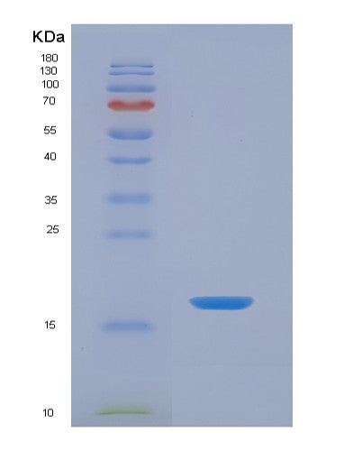 SDS-PAGE analysis of Mouse Srgn (Serglycin) - Recombinant Protein, CATMouse Srgn (Serglycin) - Recombinant Protein
