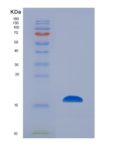 SDS-PAGE analysis of Mouse Cd83 (Cd83 Antigen) - Recombinant Protein, CAT# BLT-07463P, showing >90% purity under 15% SDS-PAGE (Reduced)Mouse Cd83 (Cd83 Antigen) - Recombinant Protein