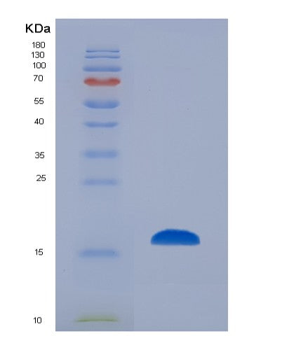 SDS-PAGE analysis of Mouse Cd83 (Cd83 Antigen) - Recombinant Protein, CATMouse Cd83 (Cd83 Antigen) - Recombinant Protein