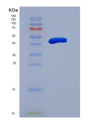 SDS-PAGE analysis of Human GSK3A (Glycogen Synthase Kinase-3 Alpha) - Recombinant Protein, CATHuman GSK3A (Glycogen Synthase Kinase-3 Alpha) - Recombinant Protein