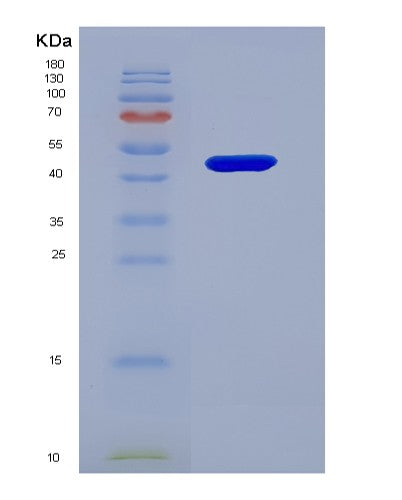 SDS-PAGE analysis of Human SERPINC1 (Antithrombin-Iii) - Recombinant Protein, CATHuman SERPINC1 (Antithrombin-Iii) - Recombinant Protein