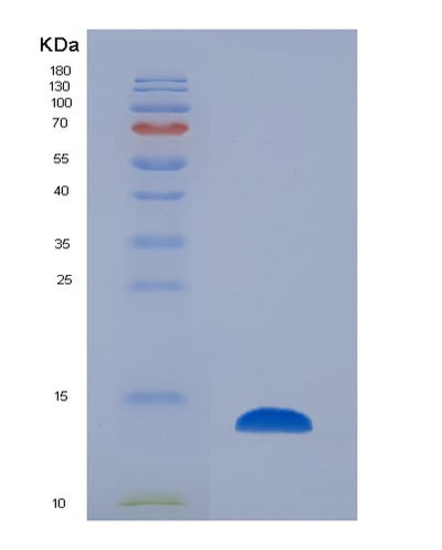 SDS-PAGE analysis of Mouse Gnrh1 (Progonadoliberin-1) - Recombinant Protein, CAT# BLT-07472P, showing >90% purity under 15% SDS-PAGE (Reduced)Mouse Gnrh1 (Progonadoliberin-1) - Recombinant Protein