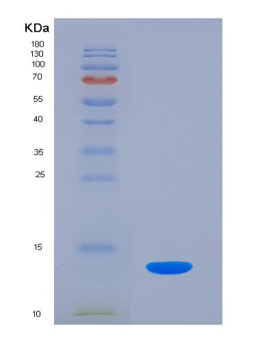 SDS-PAGE analysis of Human ENO1 (Alpha-Enolase) - Recombinant Protein, CATHuman ENO1 (Alpha-Enolase) - Recombinant Protein