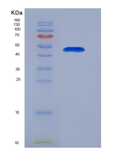 SDS-PAGE analysis of Human ENO1 (Alpha-Enolase) - Recombinant Protein, CAT# BLT-00981P, showing >95% purity under 15% SDS-PAGE (Reduced)Human ENO1 (Alpha-Enolase) - Recombinant Protein