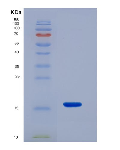 SDS-PAGE analysis of Human GNRH1 (Progonadoliberin-1) - Recombinant Protein, CAT# BLT-01247P, showing >85% purity under 15% SDS-PAGE (Reduced)Human GNRH1 (Progonadoliberin-1) - Recombinant Protein