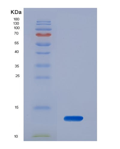 SDS-PAGE analysis of Human PTH (Parathyroid Hormone) - Recombinant Protein, CAT# BLT-02439P, showing >95% purity under 15% SDS-PAGE (Reduced)Human PTH (Parathyroid Hormone) - Recombinant Protein
