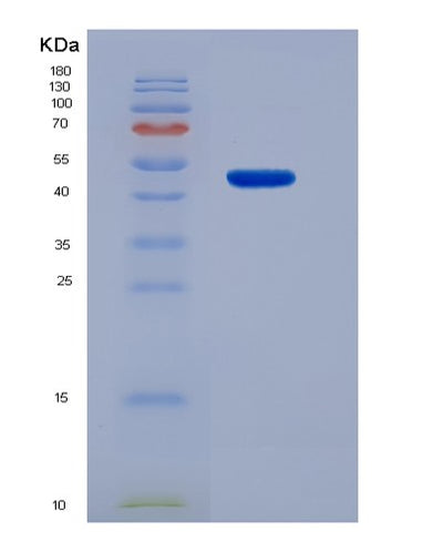 SDS-PAGE analysis of Mouse Ifnb1 (Interferon Beta) - Recombinant Protein, CAT# BLT-01573P, showing >90% purity under 15% SDS-PAGE (Reduced)Mouse Ifnb1 (Interferon Beta) - Recombinant Protein