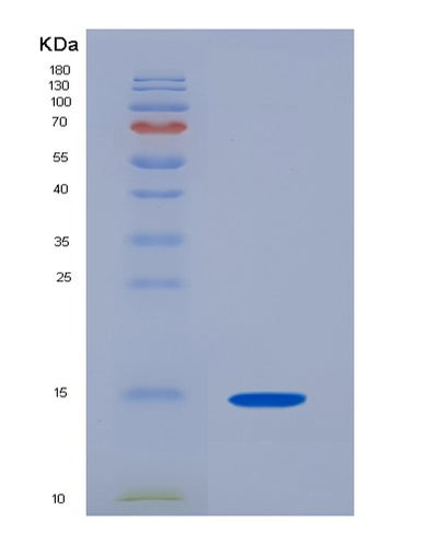 SDS-PAGE analysis of Human CSTB (Cystatin-B) - Recombinant Protein, CAT# BLT-06438P, showing >90% purity under 15% SDS-PAGE (Reduced)Human CSTB (Cystatin-B) - Recombinant Protein