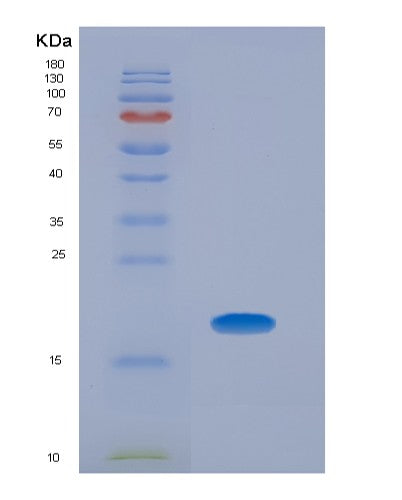 SDS-PAGE analysis of Human GAPDH (Glyceraldehyde-3-Phosphate Dehydrogenase) - Recombinant Protein, CATHuman GAPDH (Glyceraldehyde-3-Phosphate Dehydrogenase) - Recombinant Protein