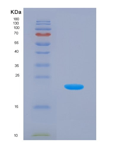 SDS-PAGE analysis of Human ISG15 (Ubiquitin-Like Protein Isg15) - Recombinant Protein, CATHuman ISG15 (Ubiquitin-Like Protein Isg15) - Recombinant Protein