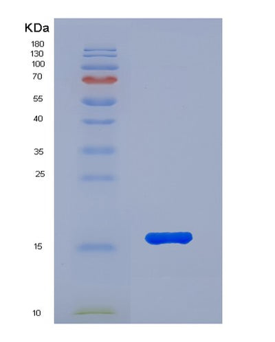 SDS-PAGE analysis of Human FABP3 (Fatty Acid-Binding Protein, Heart) - Recombinant Protein, CAT# BLT-01034P, showing >90% purity under 15% SDS-PAGE (Reduced)Human FABP3 (Fatty Acid-Binding Protein, Heart) - Recombinant Protein