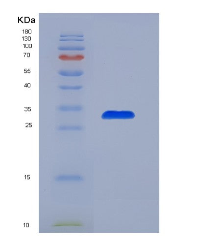 SDS-PAGE analysis of Mouse Tnfsf11 (Tumor Necrosis Factor Ligand Superfamily Member 11) - Recombinant Protein, CATMouse Tnfsf11 (Tumor Necrosis Factor Ligand Superfamily Member 11) - Recombinant Protein