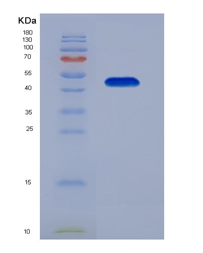 SDS-PAGE analysis of Human ENO2 (Gamma-Enolase) - Recombinant Protein, CATHuman ENO2 (Gamma-Enolase) - Recombinant Protein