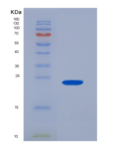 SDS-PAGE analysis of Human SNRPC (U1 Small Nuclear Ribonucleoprotein C) - Recombinant Protein, CATHuman SNRPC (U1 Small Nuclear Ribonucleoprotein C) - Recombinant Protein