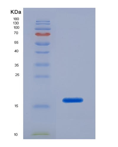 SDS-PAGE analysis of Human LGALS1 (Galectin-1) - Recombinant Protein, CAT# BLT-03614P, showing >90% purity under 15% SDS-PAGE (Reduced)Human LGALS1 (Galectin-1) - Recombinant Protein