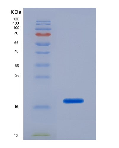 SDS-PAGE analysis of Human LGALS1 (Galectin-1) - Recombinant Protein, CATHuman LGALS1 (Galectin-1) - Recombinant Protein