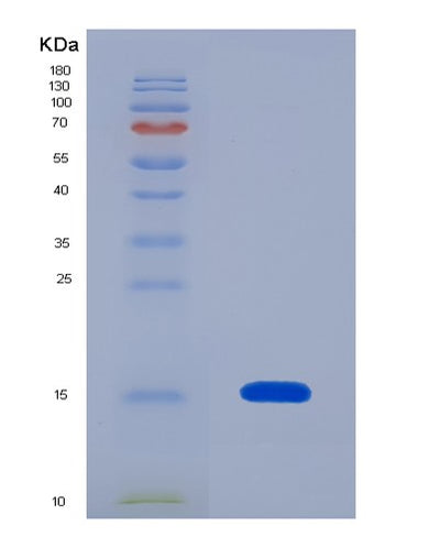 SDS-PAGE analysis of Human COX5B (Cytochrome C Oxidase Subunit 5B, Mitochondrial) - Recombinant Protein, CAT# BLT-05050P, showing >95% purity under 15% SDS-PAGE (Reduced)Human COX5B (Cytochrome C Oxidase Subunit 5B, Mitochondrial) - Recombinant Protein