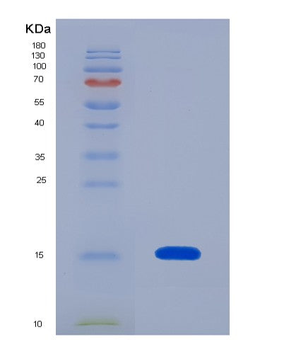 SDS-PAGE analysis of Human COX5B (Cytochrome C Oxidase Subunit 5B, Mitochondrial) - Recombinant Protein, CATHuman COX5B (Cytochrome C Oxidase Subunit 5B, Mitochondrial) - Recombinant Protein