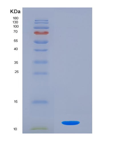 SDS-PAGE analysis of Mouse Cxcl2 (C-X-C Motif Chemokine 2) - Recombinant Protein, CAT# BLT-04465P, showing >85% purity under 15% SDS-PAGE (Reduced)Mouse Cxcl2 (C-X-C Motif Chemokine 2) - Recombinant Protein