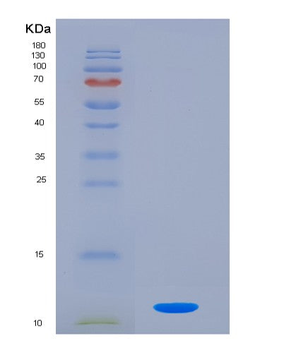 SDS-PAGE analysis of Mouse Cxcl2 (C-X-C Motif Chemokine 2) - Recombinant Protein, CATMouse Cxcl2 (C-X-C Motif Chemokine 2) - Recombinant Protein