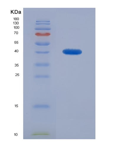 SDS-PAGE analysis of Human BMP2 (Bone Morphogenetic Protein 2) - Recombinant Protein, CAT# BLT-00337P, showing >95% purity under 15% SDS-PAGE (Reduced)Human BMP2 (Bone Morphogenetic Protein 2) - Recombinant Protein