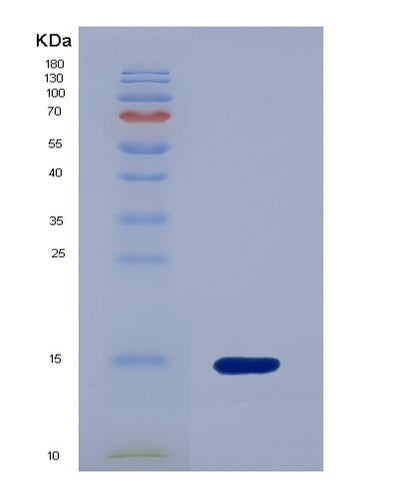 SDS-PAGE analysis of Human BMP4 (Bone Morphogenetic Protein 4) - Recombinant Protein, CAT# BLT-00336P, showing >85% purity under 15% SDS-PAGE (Reduced)Human BMP4 (Bone Morphogenetic Protein 4) - Recombinant Protein