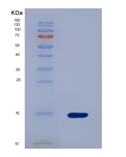 SDS-PAGE analysis of Human BMP4 (Bone Morphogenetic Protein 4) - Recombinant Protein, CATHuman BMP4 (Bone Morphogenetic Protein 4) - Recombinant Protein