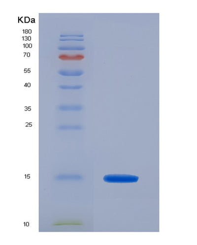 SDS-PAGE analysis of Human CCL2 (C-C Motif Chemokine 2) - Recombinant Protein, CAT# BLT-04938P, showing >95% purity under 15% SDS-PAGE (Reduced)Human CCL2 (C-C Motif Chemokine 2) - Recombinant Protein