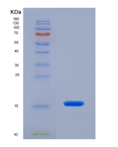 SDS-PAGE analysis of Human PDIA4 (Protein Disulfide-Isomerase A4) - Recombinant Protein, CAT# BLT-02192P, showing >85% purity under 15% SDS-PAGE (Reduced)Human PDIA4 (Protein Disulfide-Isomerase A4) - Recombinant Protein