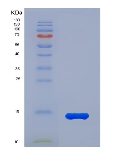 SDS-PAGE analysis of Human MIF (Macrophage Migration Inhibitory Factor) - Recombinant Protein, CAT# BLT-01854P, showing >95% purity under 15% SDS-PAGE (Reduced)Human MIF (Macrophage Migration Inhibitory Factor) - Recombinant Protein