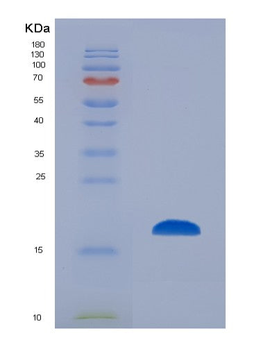SDS-PAGE analysis of Human FABP9 (Fatty Acid-Binding Protein 9) - Recombinant Protein, CATHuman FABP9 (Fatty Acid-Binding Protein 9) - Recombinant Protein